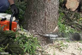 Trusted Hebbronville, TX Tree Removal Experts