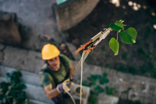 How Our Tree Care Process Works  in  Hebbronville, TX