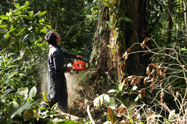 Best Tree Preservation Services  in Hebbronville, TX